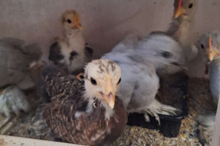 serama en cochin kriel kuikens
