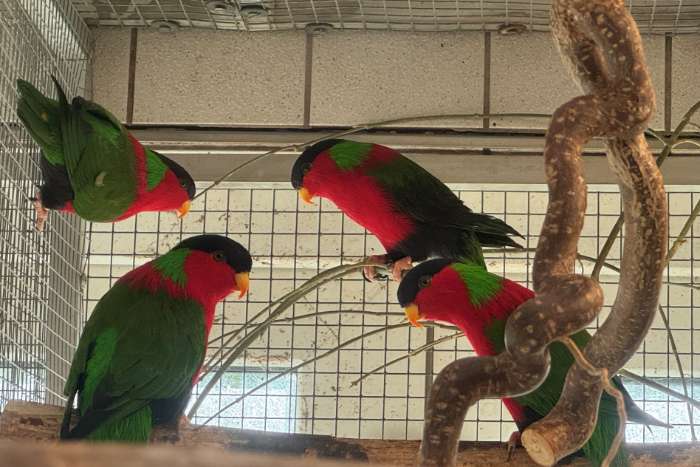 phigys solitarius & c. diophthalma