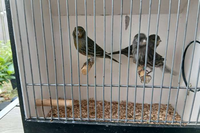 split topazen; 2 zwart geel-1 m & 1 p, 1 zwart wit-p van 2026