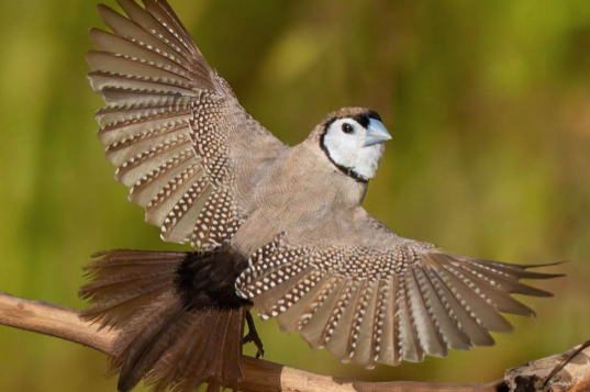 black rumped bicheno finches