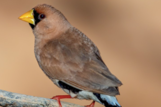 masked grassfinches