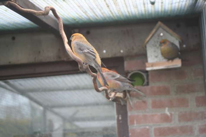gezocht 2 of 3 haak bek poppen