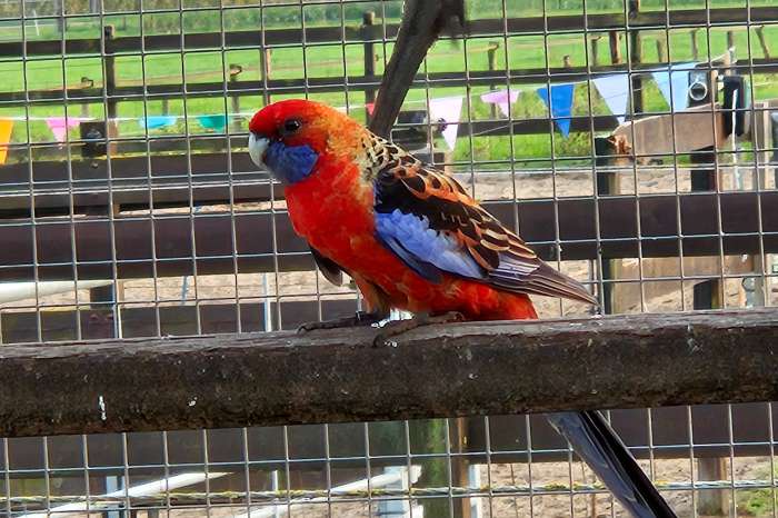adelaide rosella
