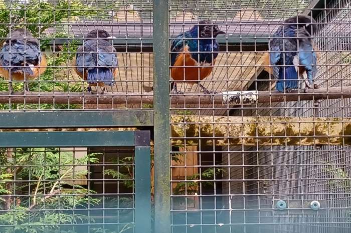 drie kleuren glans spreeuwen
