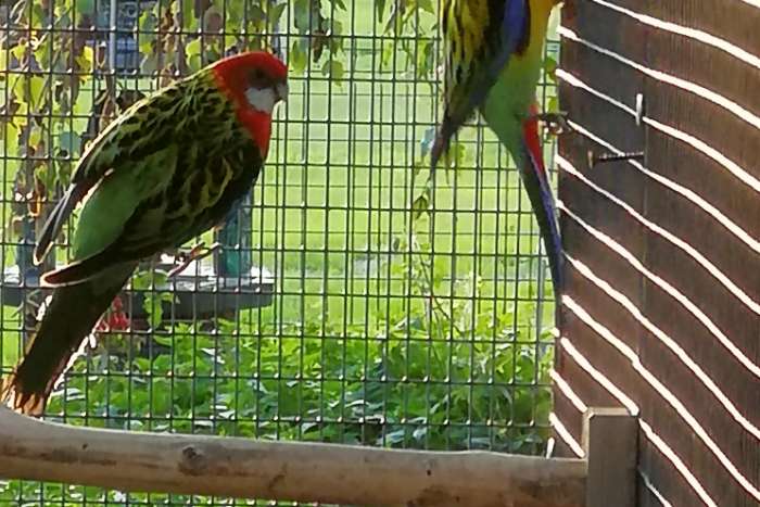 kweekkopel rosella