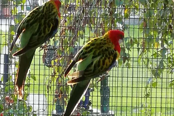kweekkopel rosella
