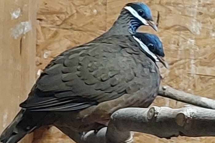 kuba-blaukopftauben