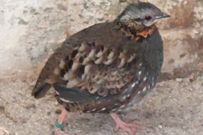 arborophila rufogularis