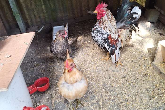 serama kippen