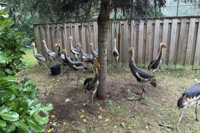 9 koppels grijze kroonkraanvogels 2026