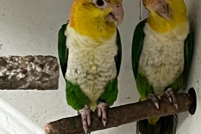 groendij caique
