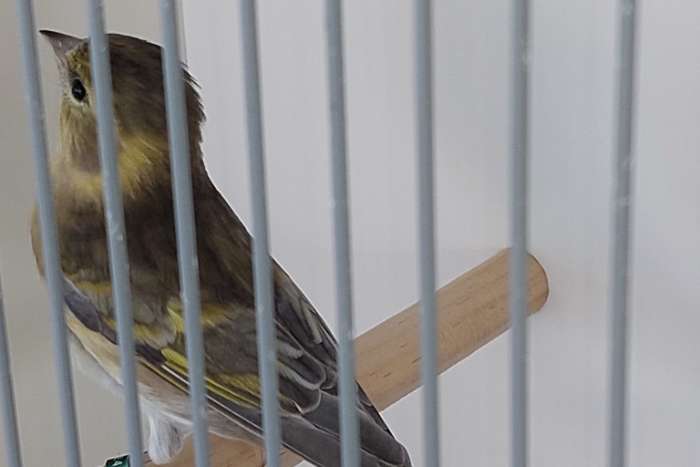 baardsijs spinus barbatus mut
