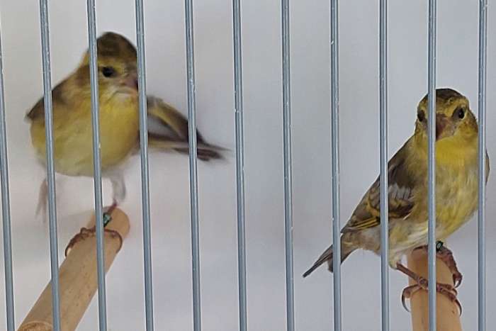 baardsijs spinus barbatus mut