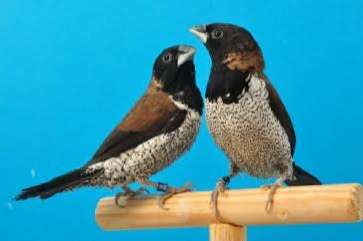 2-2 mollukse bronzemannetjes