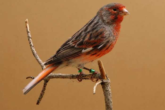 kanaries roodfaktorig