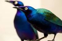purper glansspreeuwen