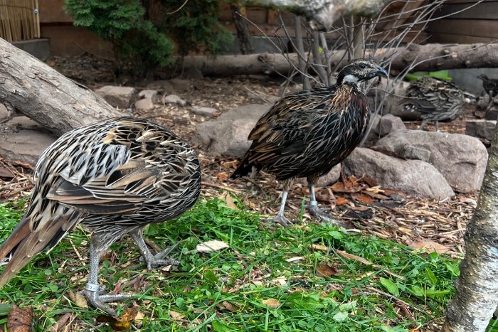 koklass roul roul mountain quail arborophila rufogularis