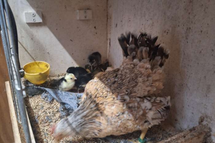 serama hen met kuikens