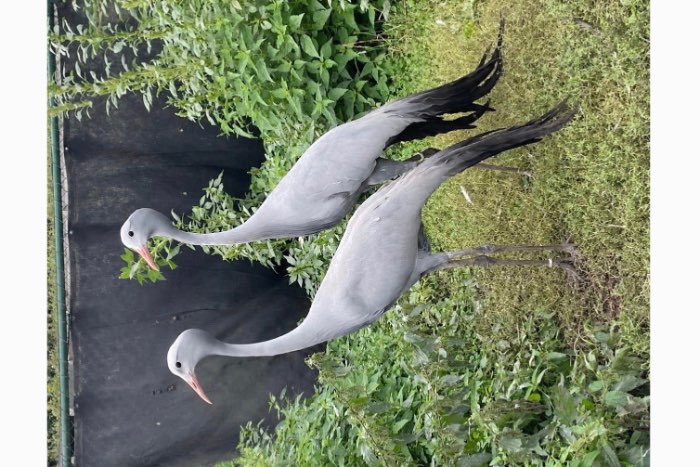 paradijs kraanvogels