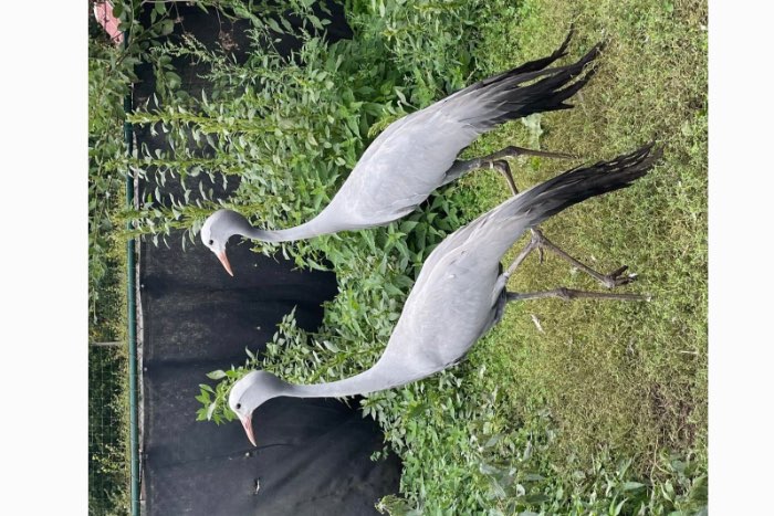 paradijs kraanvogels