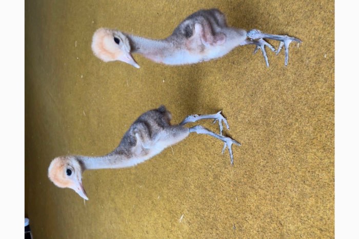 paradijs kraanvogels