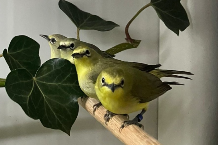 senegal brilvogel pop