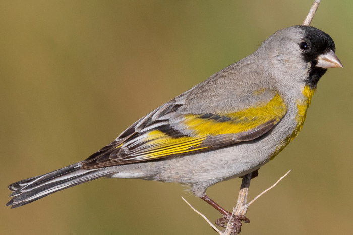 carduelis lawrencei, lawrencesijs