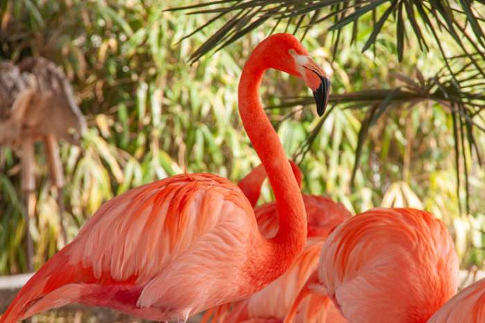 cubaanse flamingo