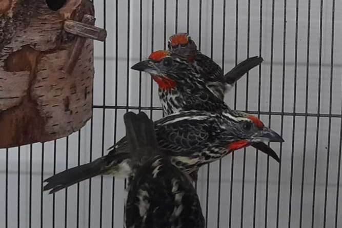 baardvogels/ barbets
