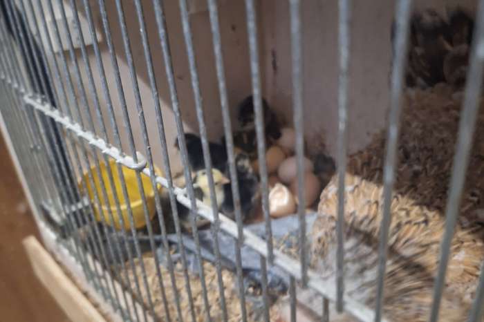serama hen met kuikens