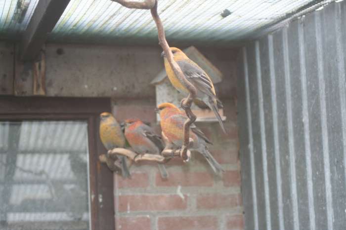 gezocht 2 of 3 haak bek poppen