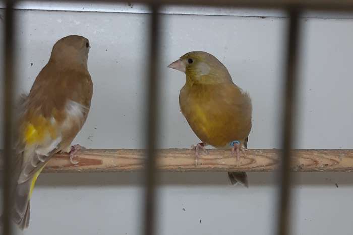 chinese groenling kweekkoppel bruin/pastel