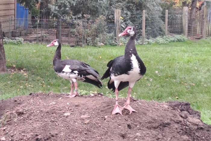 overjarig koppel spoorwiekganzen