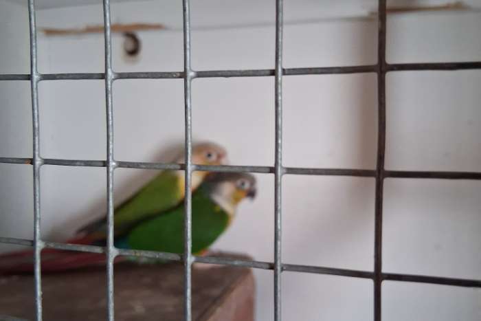 pyrrhura