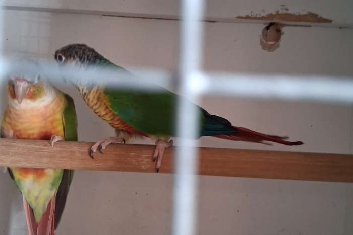 pyrrhura