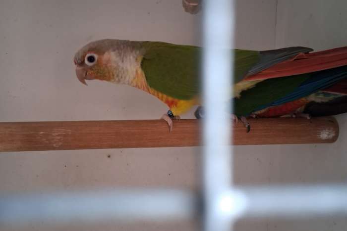 pyrrhura