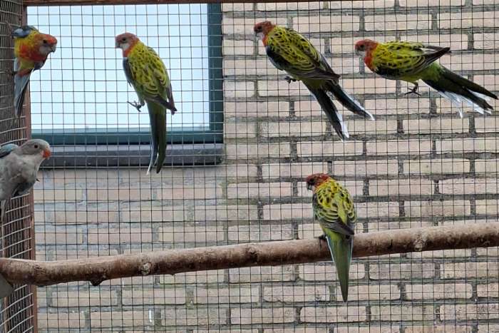 goudmantel rosellas