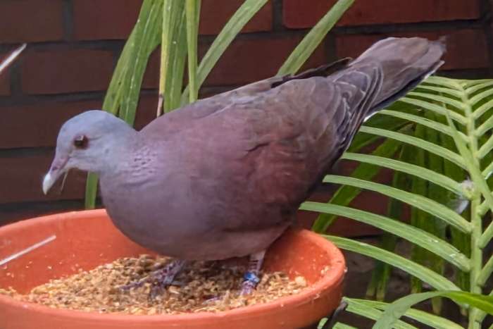 madagascartortels