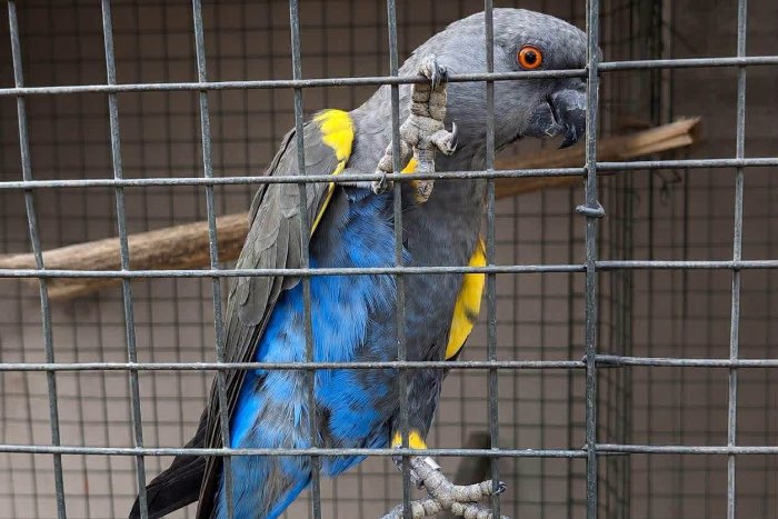 ruppel papagaai gezocht
