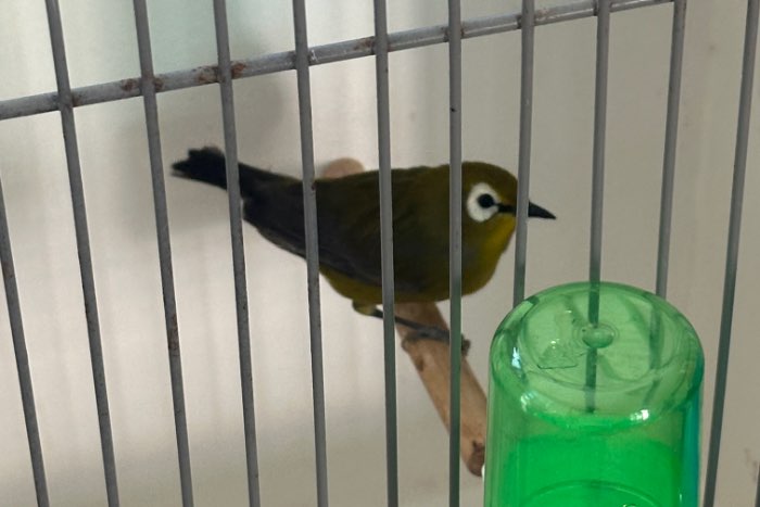kikiyu