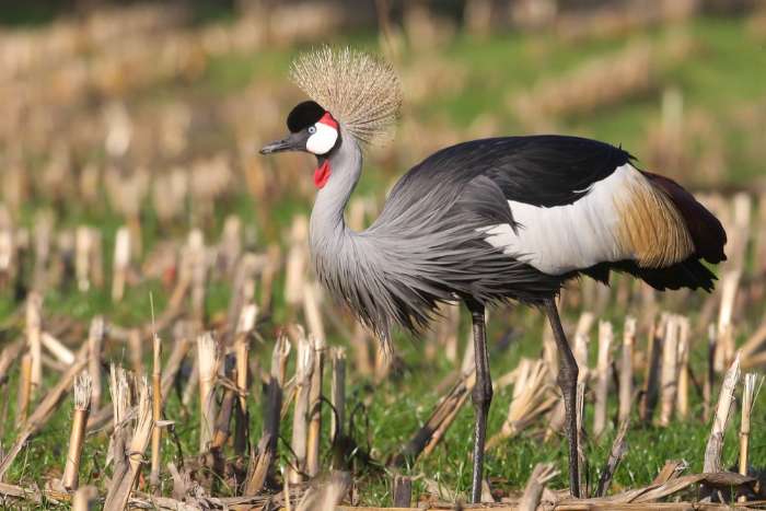 grijze kroonkraanvogels