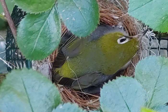 rostflanken- brillenvogel