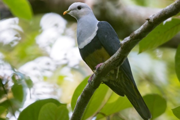 different fruit pigeons
