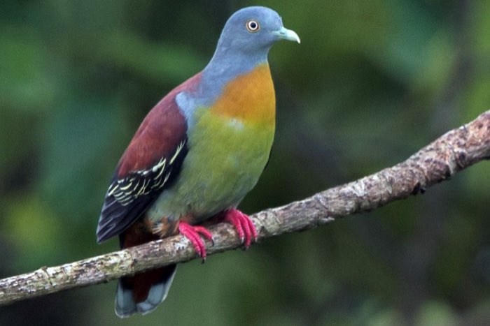 different fruit pigeons