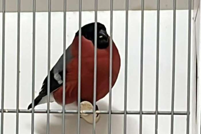 de grootste europese cultuurvogelshow van nederland