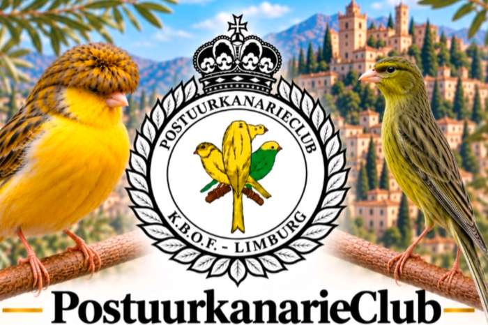 postuur kanarie club zonhoven