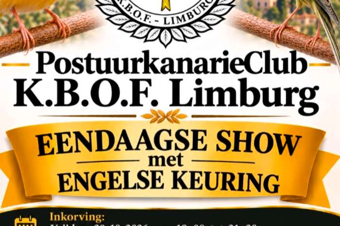 postuur kanarie club zonhoven