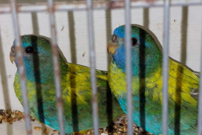 2 opaline splendid poppen en 1 kans split man