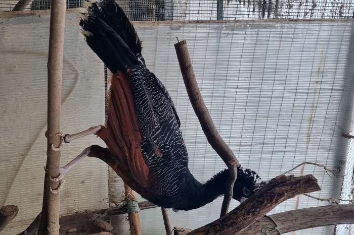 crax alberti pair