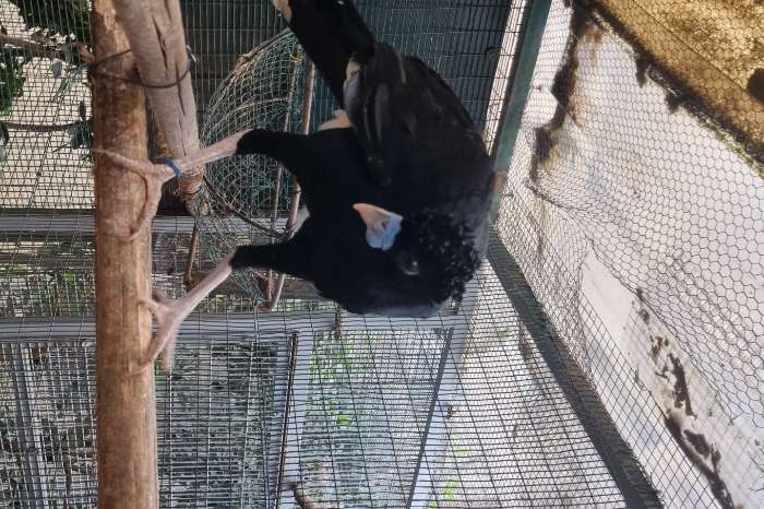 crax alberti pair